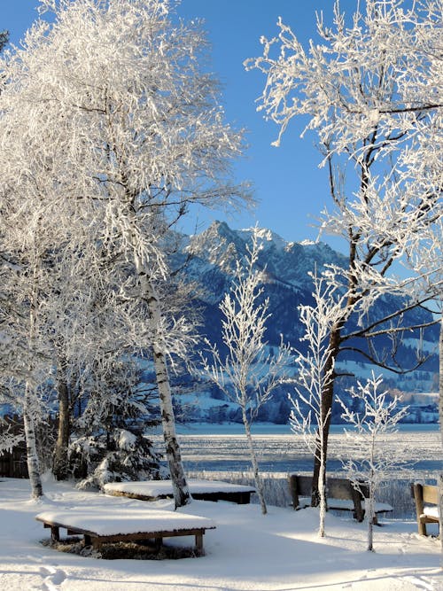 Foto d'estoc gratuïta de arbres, bancs de fusta, cel blau