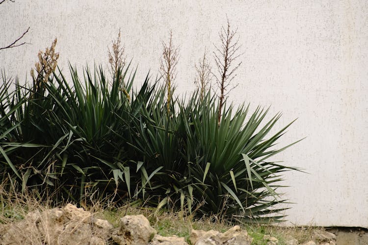 Spanish Dagger Plants Growing Beside The White Concrete Wall 