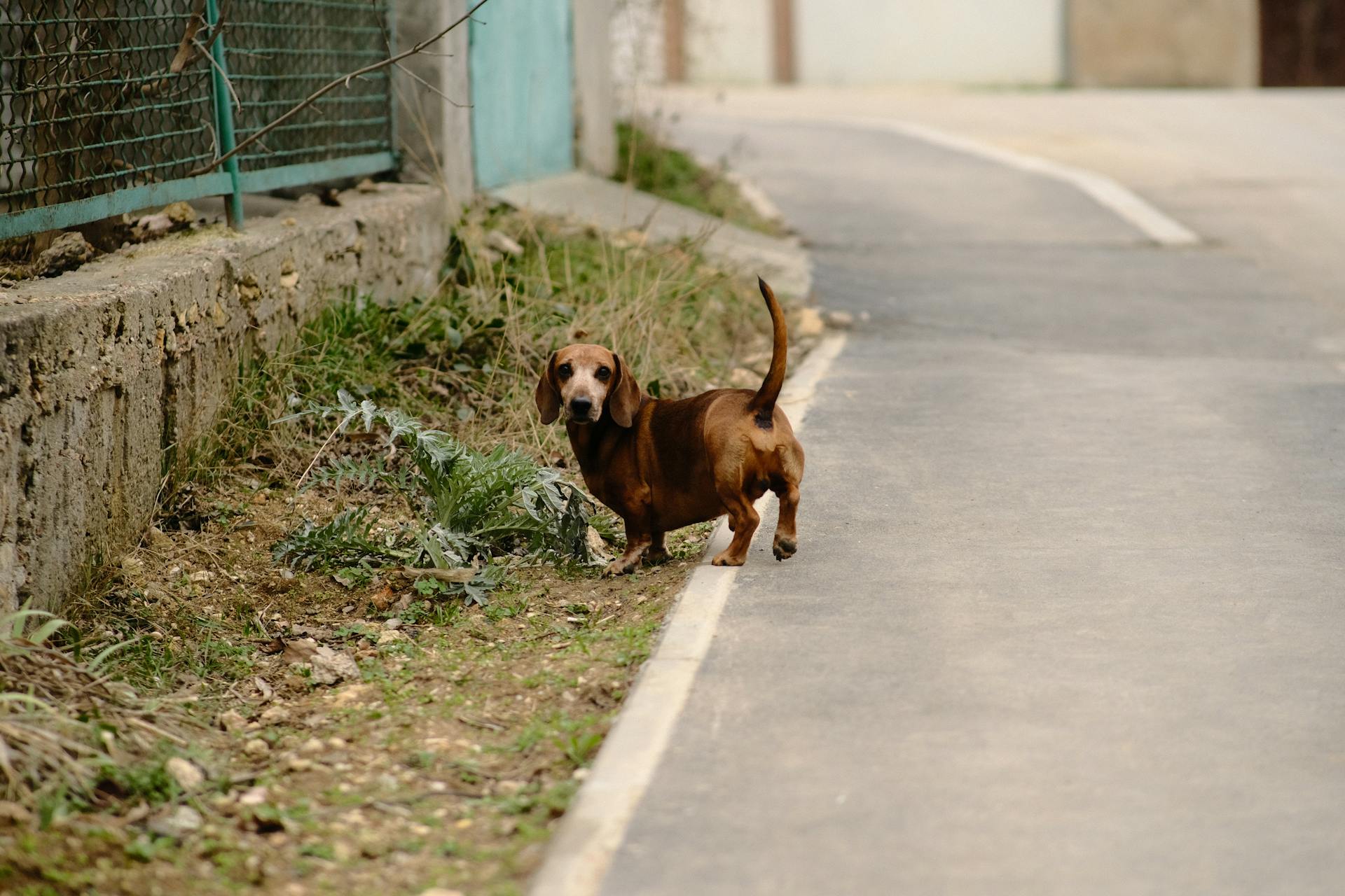 Brown Dachshund on Road