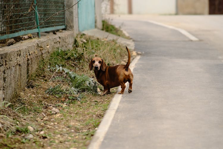 Brown Dachshund On Road