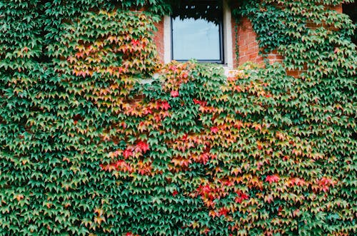 Foto d'estoc gratuïta de finestra, flora, fulles