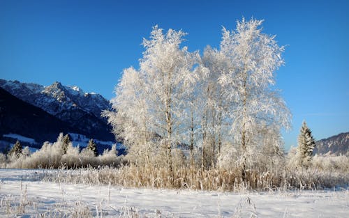 ağaç, arazi, buz içeren Ücretsiz stok fotoğraf
