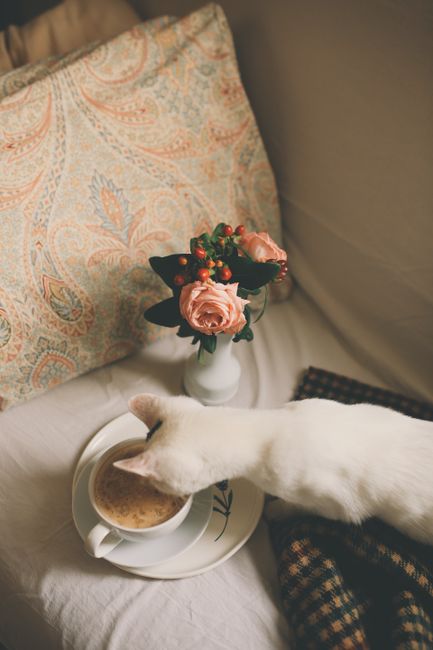 A charming white cat curiously sniffs a coffee cup beside pink flowers in a cozy setting.