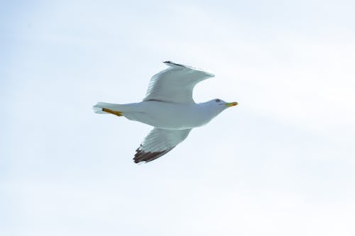 Ücretsiz deniz kuşu, doğa, gökyüzü içeren Ücretsiz stok fotoğraf Stok Fotoğraflar
