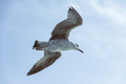 A European Herring Gull in the air
