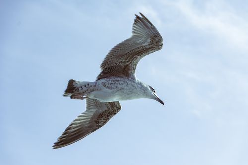 Free Low angle shot of a seagull in flight against a clear blue sky, symbolizing freedom. Stock Photo