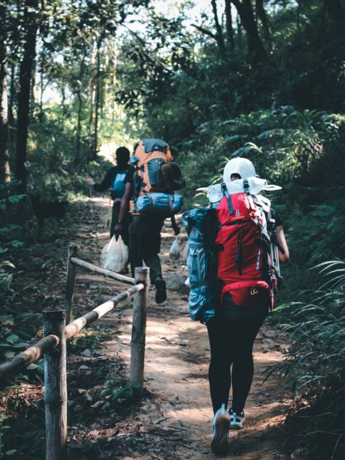 Free Backpackers hiking along a sunlit forest path, surrounded by lush greenery. Stock Photo