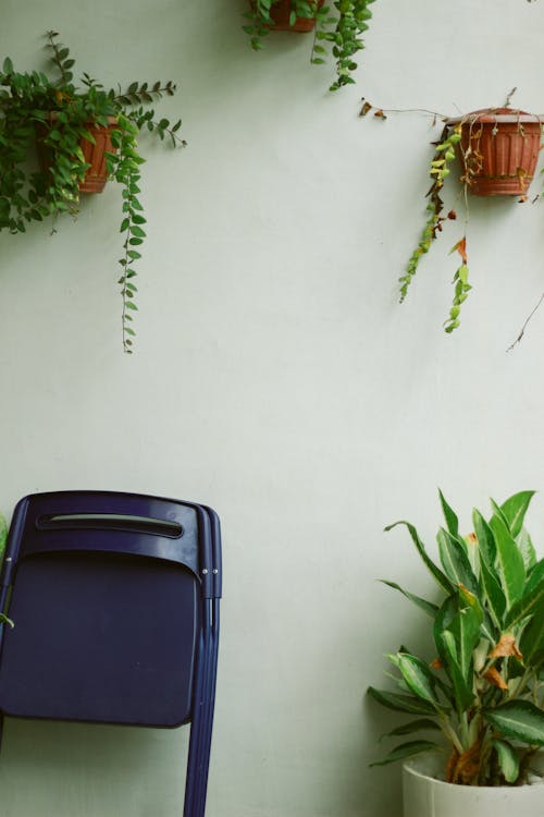 Blue Folding Chair Beside the Green Potted Plant