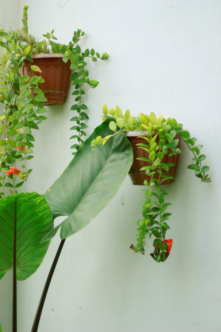 Green Potted Plants Hanging On The Wall 