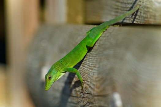 Close-Up Photo of a Green Anole