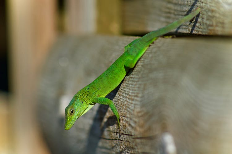 Close-Up Photo Of A Green Anole