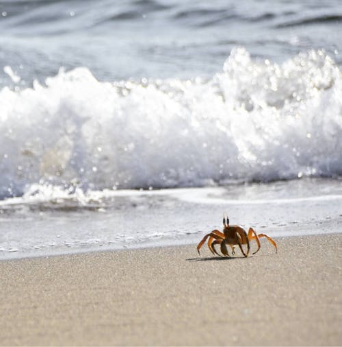 Free Photo of a Crab on the Sand Stock Photo