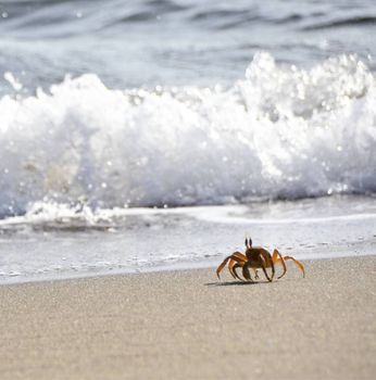 A vibrant crab scurrying across a sandy beach with ocean waves in the background.