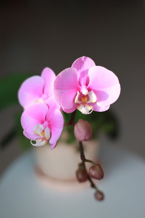 Free Close Up Photo of Pink Orchids  Stock Photo
