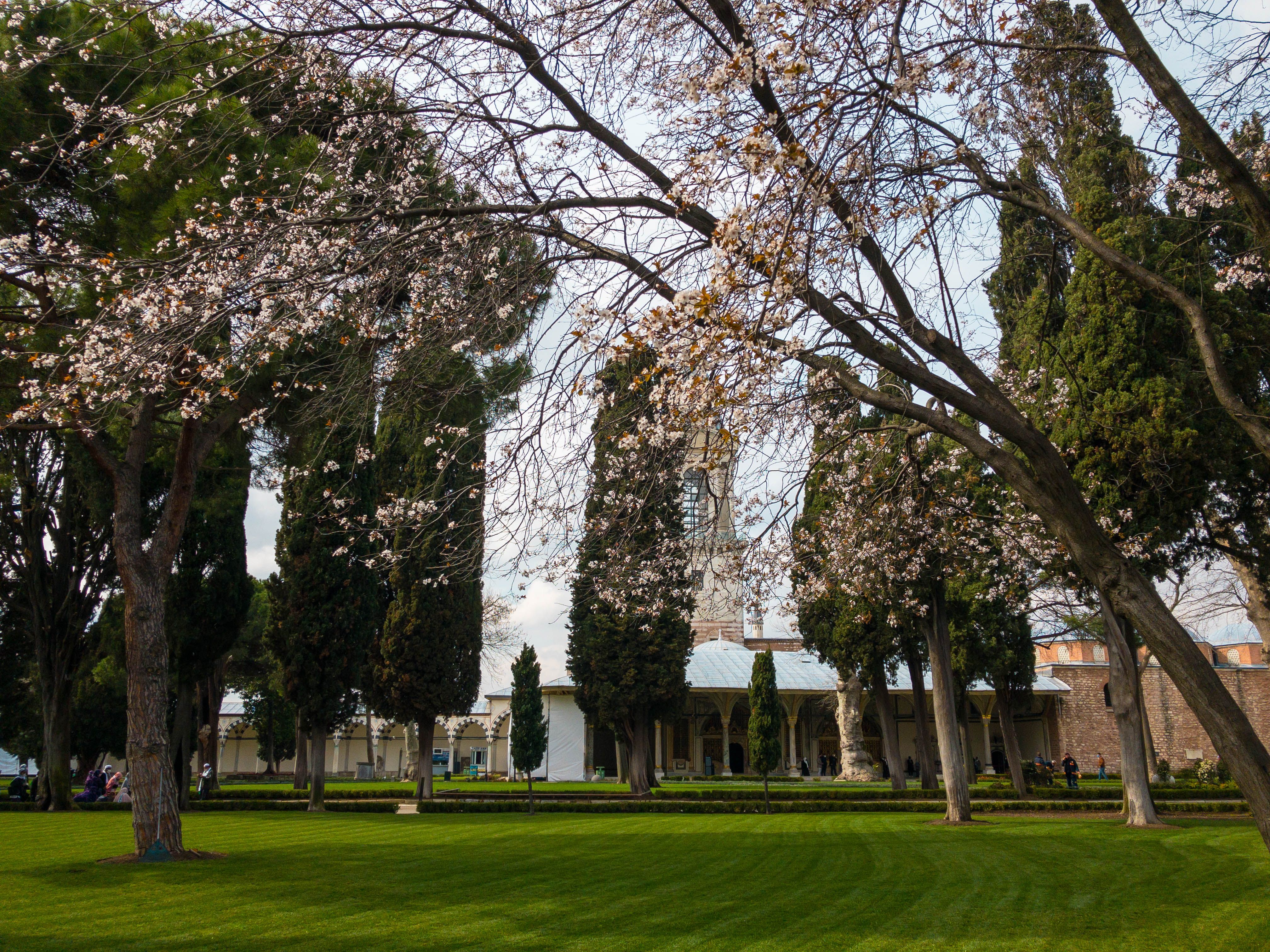 Green Lawn Grass in the Park · Free Stock Photo