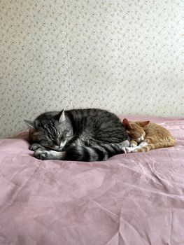 Two cute cats cuddling and sleeping on a pastel pink bed indoors, creating a warm and cozy atmosphere.