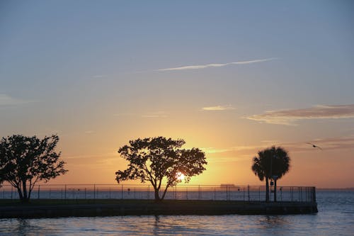 Silhouette of Trees Near Body of Water during Sunset
