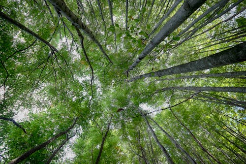 Fotobanka s bezplatnými fotkami na tému les, lesy, listy