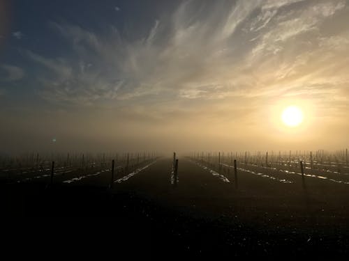 Free stock photo of foggy, grape, grapevines