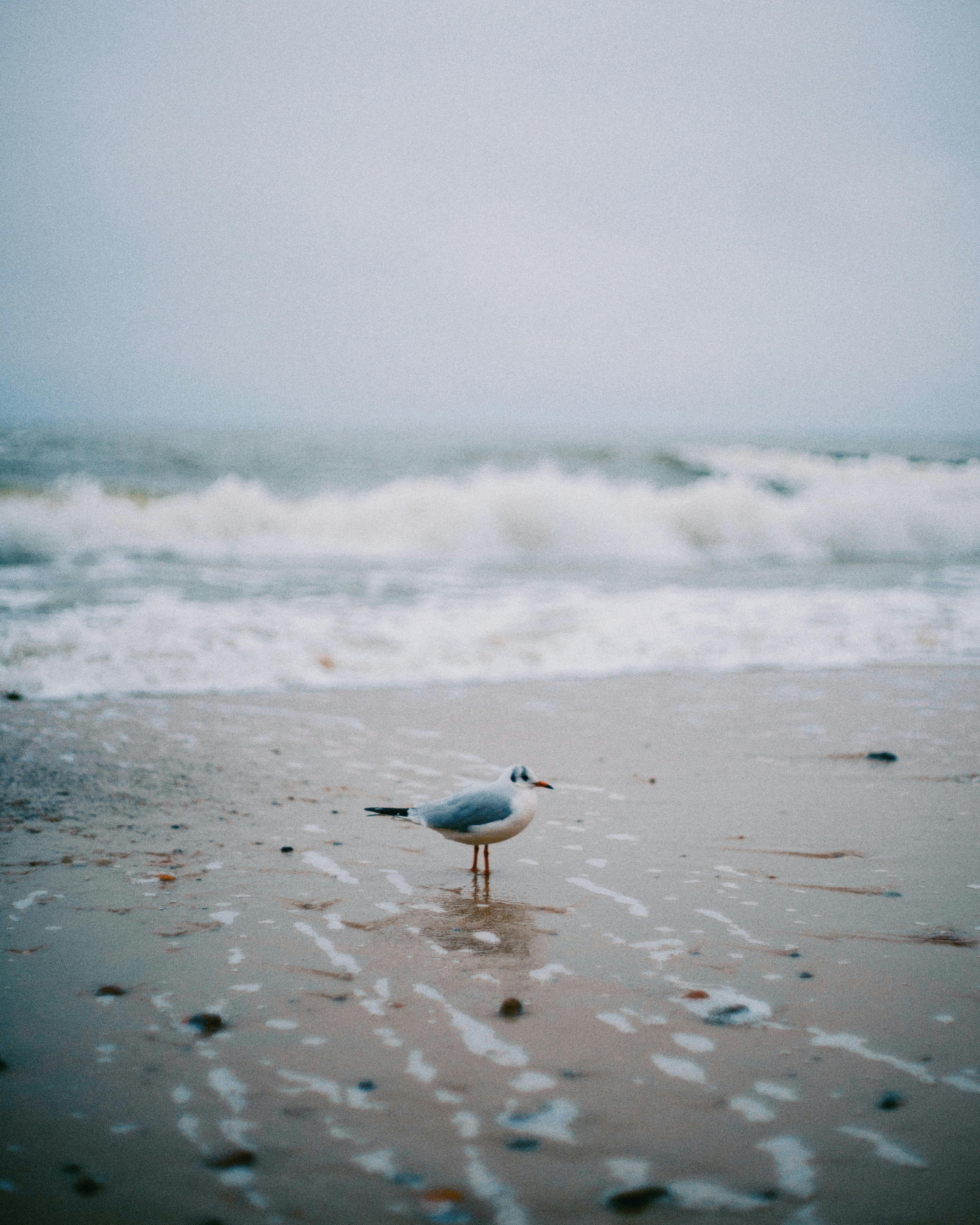 A seagull wanders along a Baltic Sea beach with gentle waves in the background.