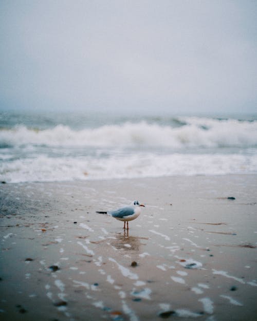 Gray Bird on Beach Shore