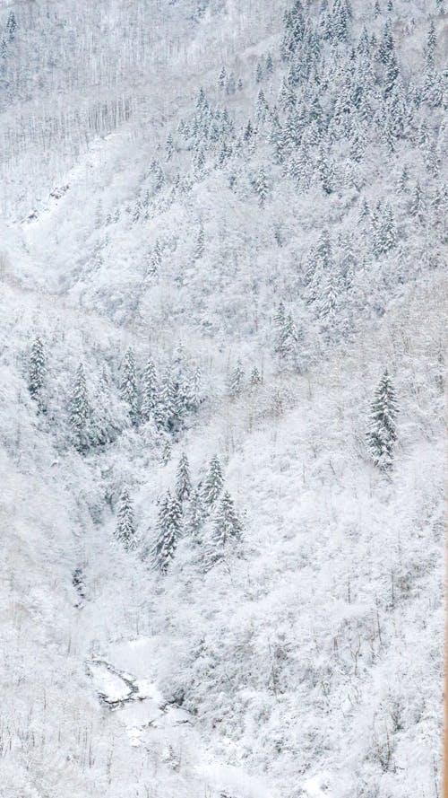 Fotos de stock gratuitas de árboles altos, congelado, cubierto de nieve