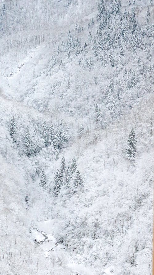 Kostenloses Stock Foto zu berge, gefroren, hohe bäume