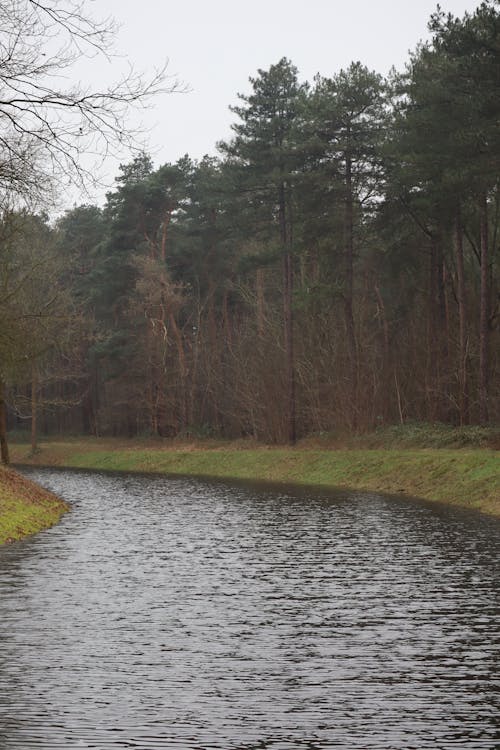 Darmowe zdjęcie z galerii z arteria wodna, drzewa, fotografia przyrodnicza