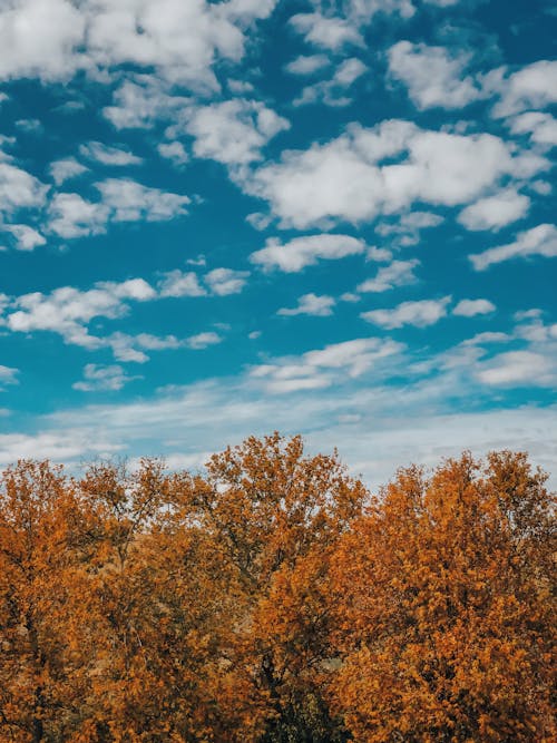 Kostenloses Stock Foto zu bäume, blauer himmel, herbst