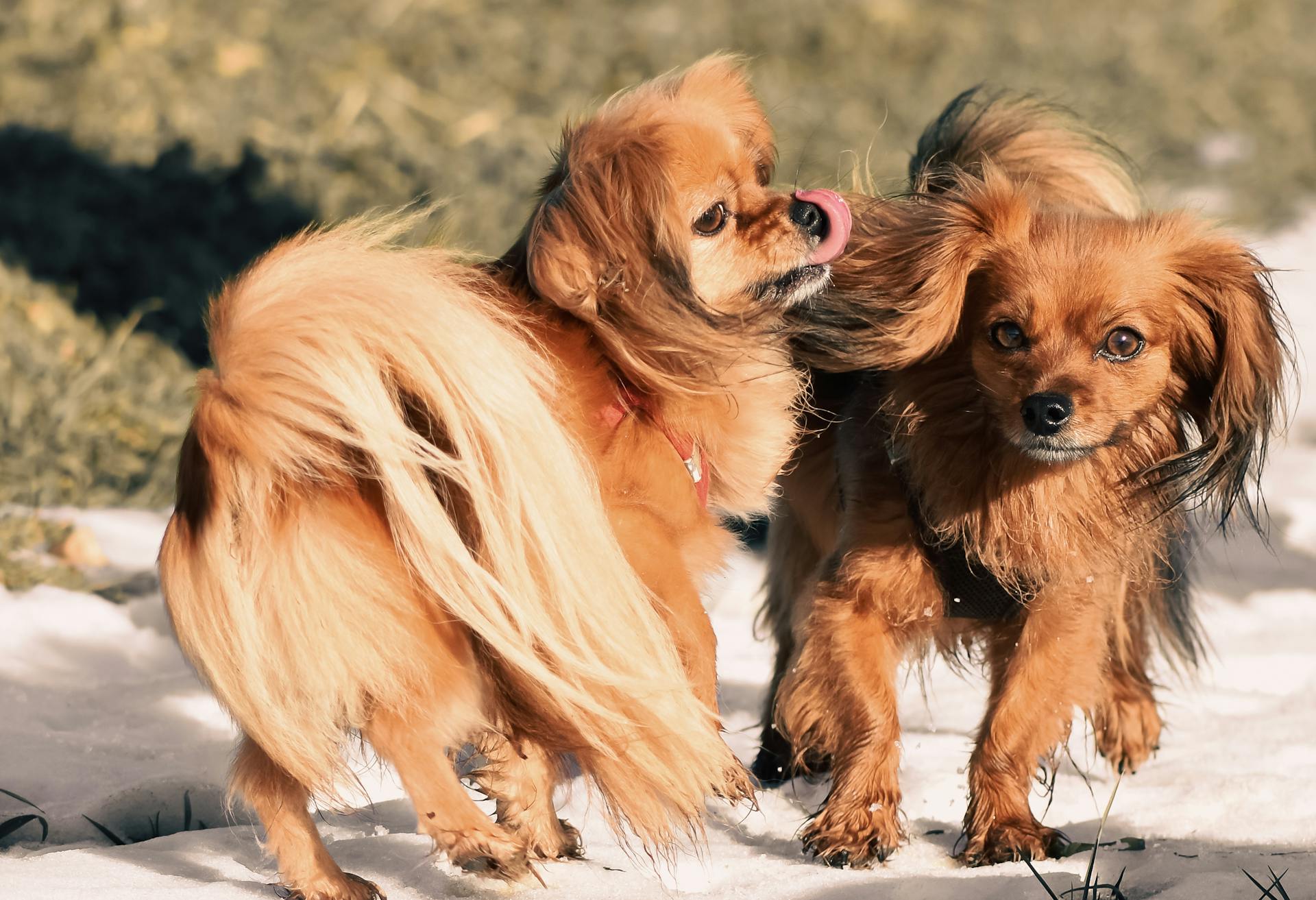 Fotografi av tibetanska spanielhundar