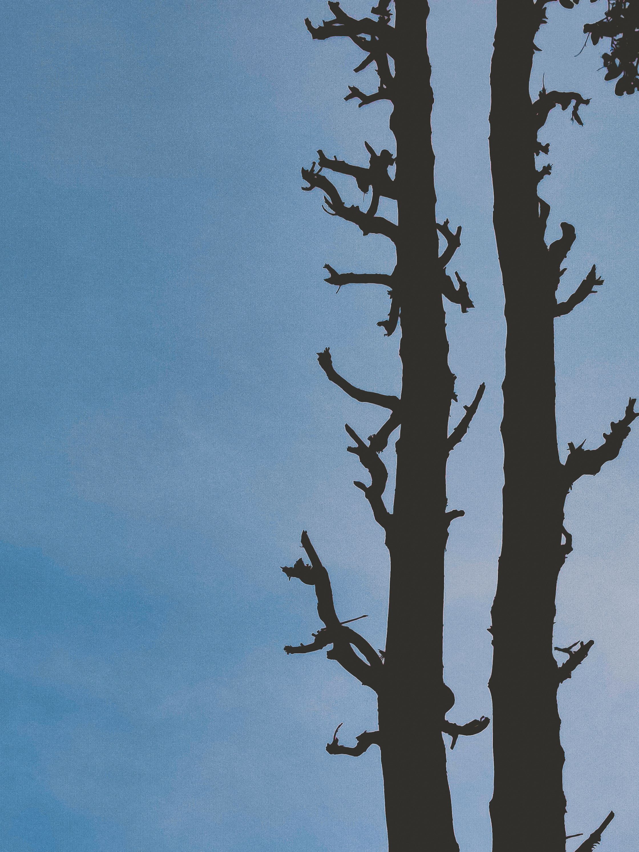 Silhouette of Bare Trees Under the Clear Blue Sky · Free Stock Photo