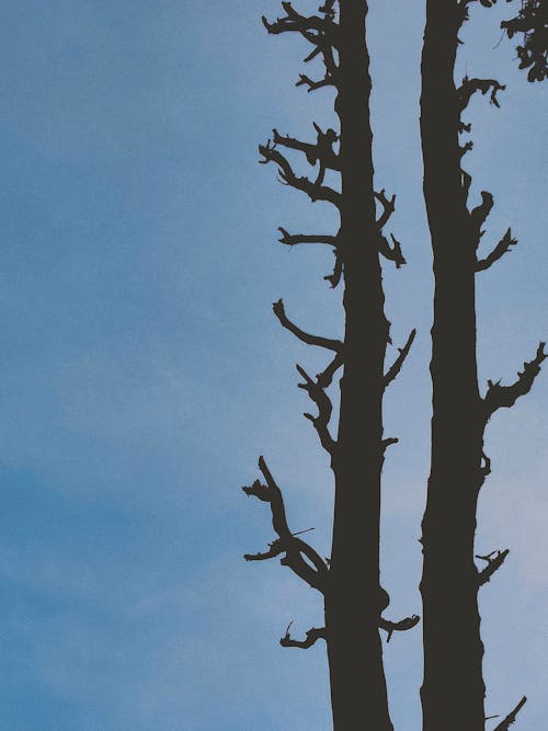 Gratis stockfoto met bomen, copyruimte, heldere blauwe lucht