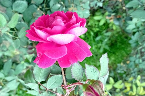 Бесплатное стоковое фото с роза на растении, розовая роза, розовый
