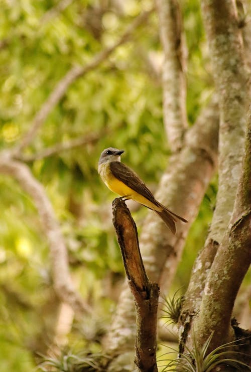 Free A White-throated Kingbird on a Tree Stock Photo
