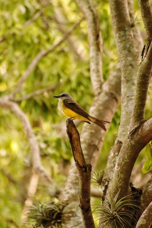 Photos gratuites de animal, arbre, aviaire