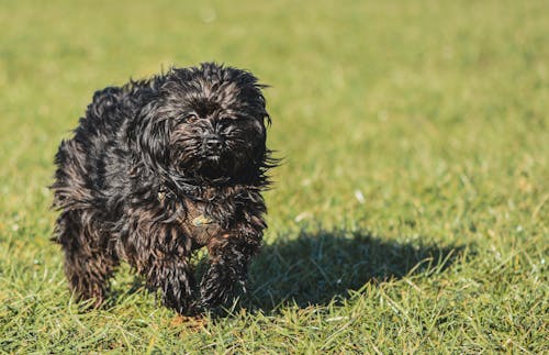 Free Black Small Dog Running on Green Grass  Stock Photo