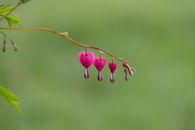 Bleeding Heart Flowers in Close Up Photography