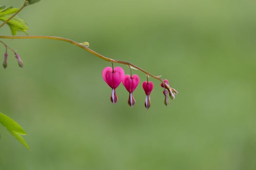 Beautiful pink bleeding heart flowers with green blurred background, showcasing delicate flora.