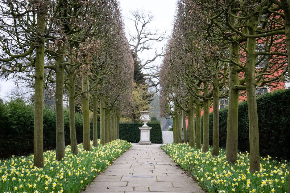 A scenic pathway in an English garden lined with symmetrical trees and yellow daffodils.