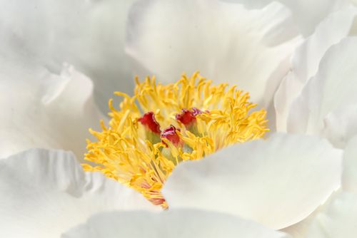 Free Detailed macro shot of a white peony flower center with vibrant yellow stamen. Stock Photo