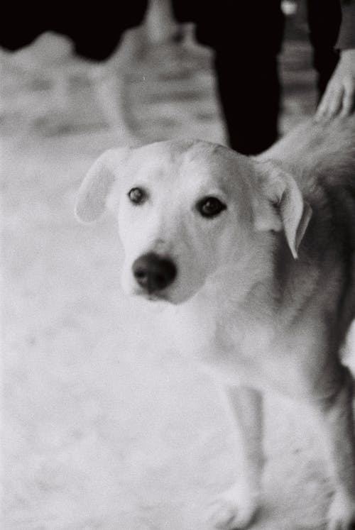 Free Black and White Photo of a Dog Stock Photo