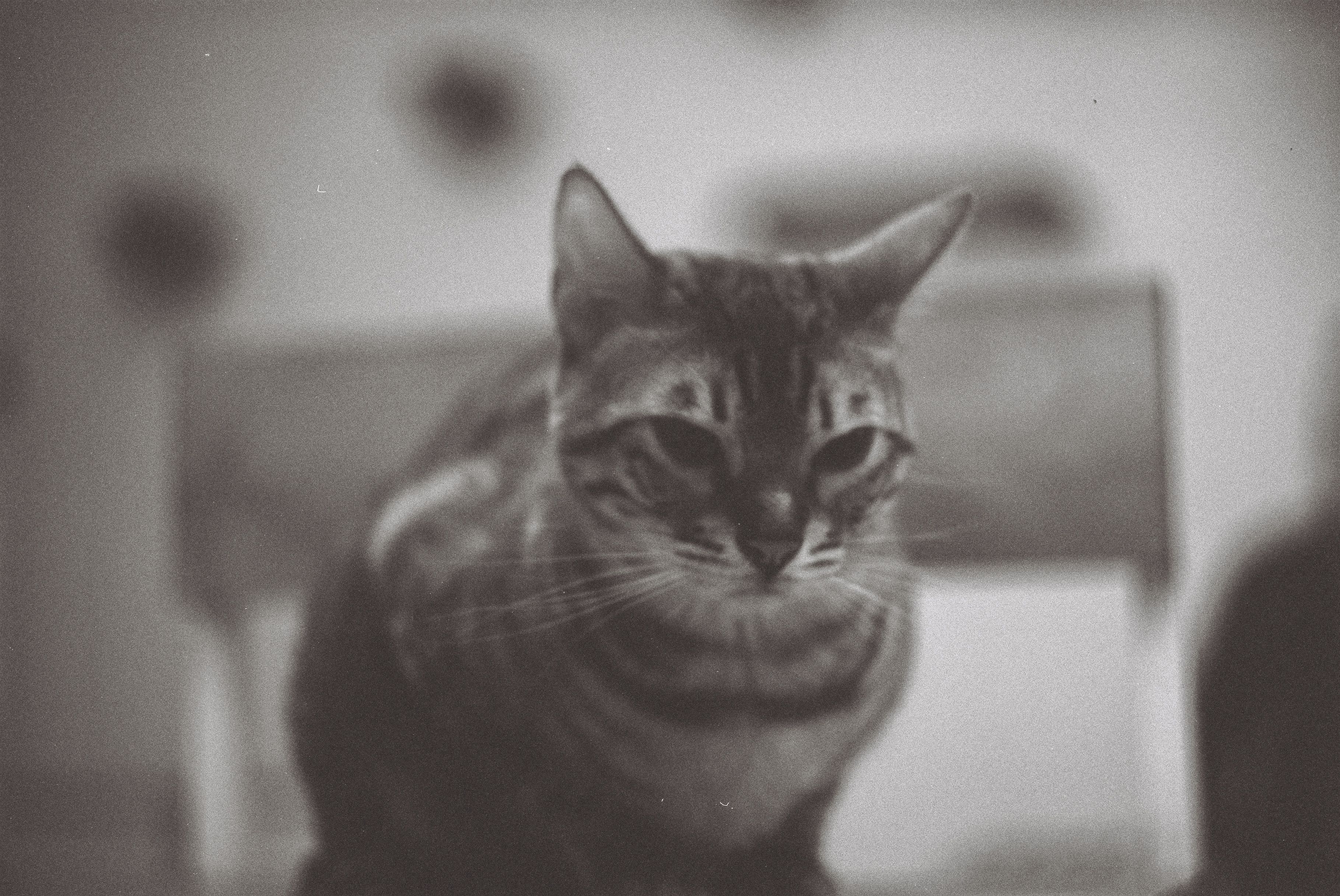 When Is It Too Hot for Your Pet? Summer Safety Tips for Heatstroke, Hot Pavement and More — Photo by analogue enjoyer on Pexe