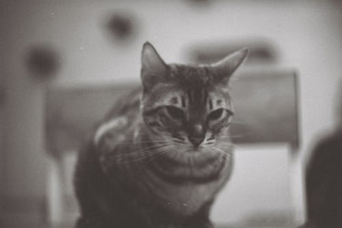 Grayscale Photo of Tabby Cat