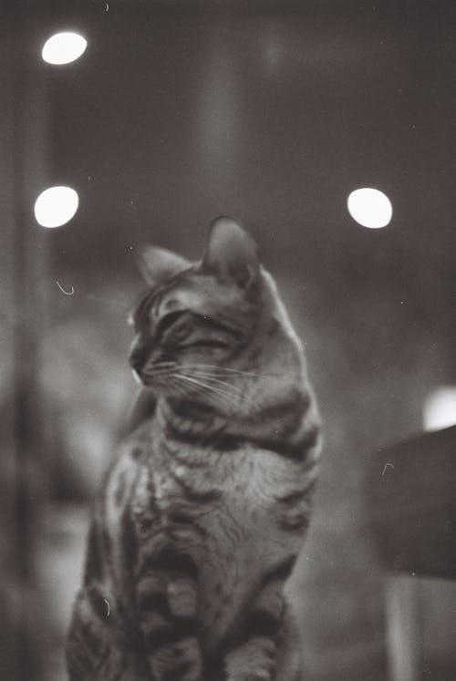 Free Grayscale Photograph of a Tabby Cat Stock Photo