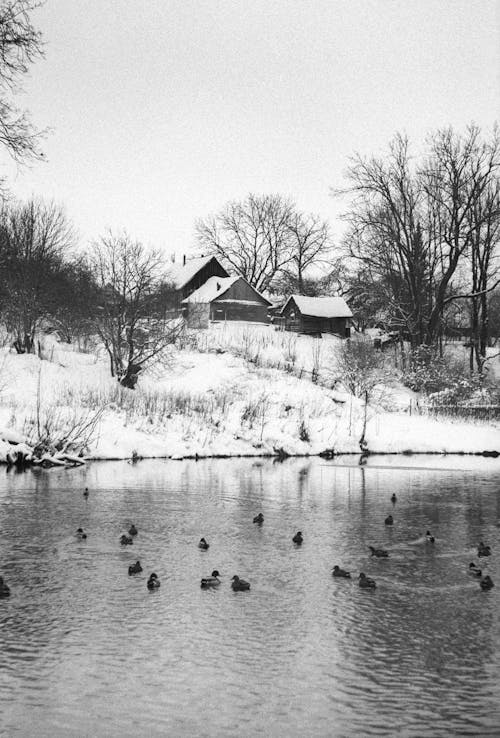 Grayscale Photo of Ducks on a Lake During Winter