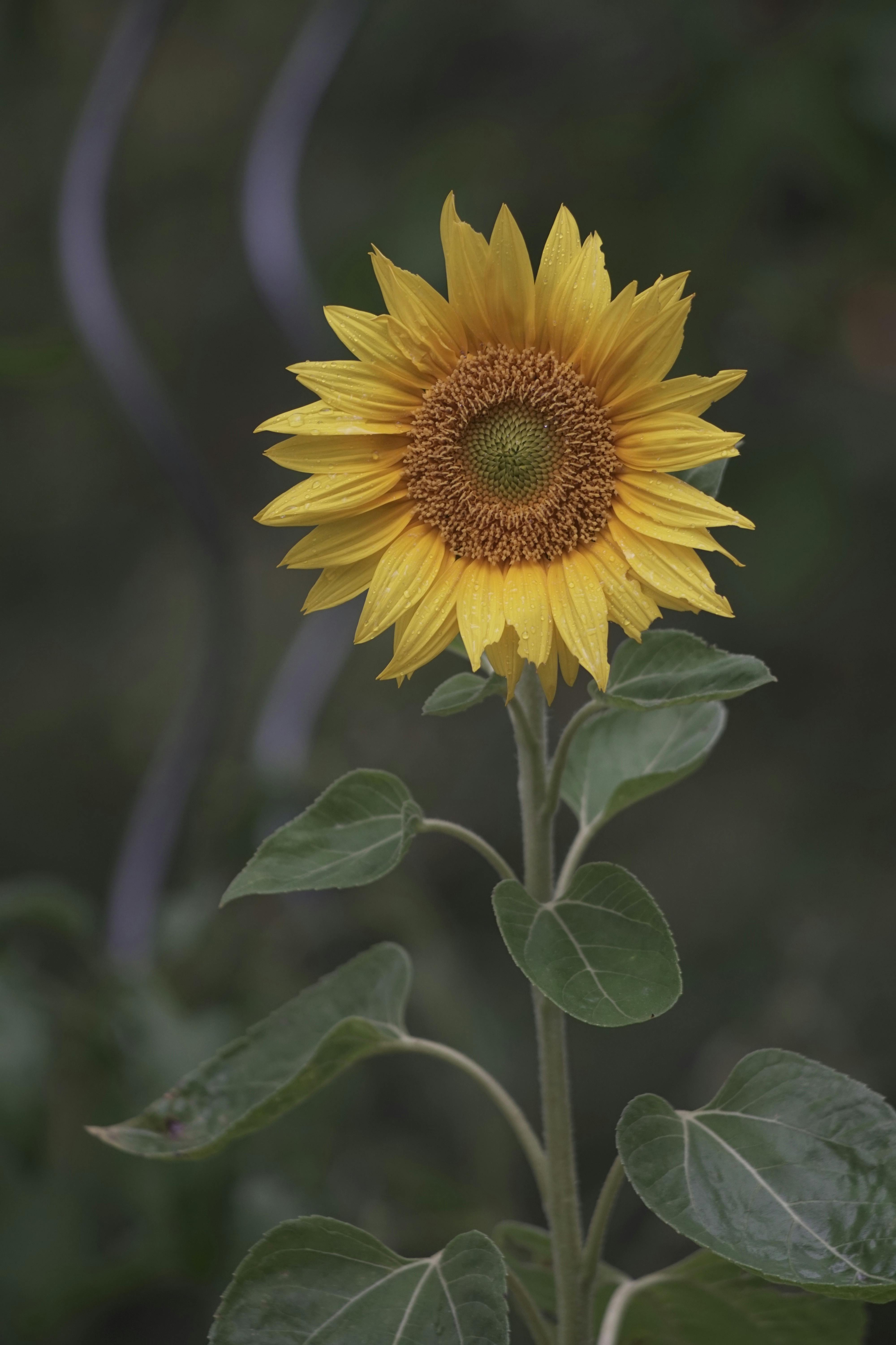 selective focus of a blooming sunflower