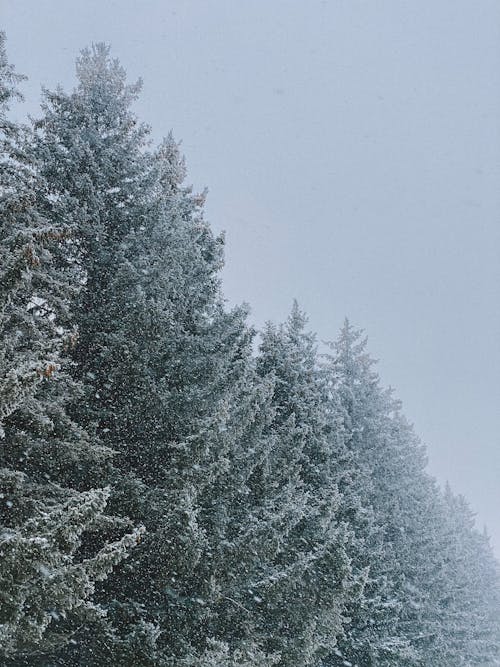 Photo of Trees Covered in White Snow