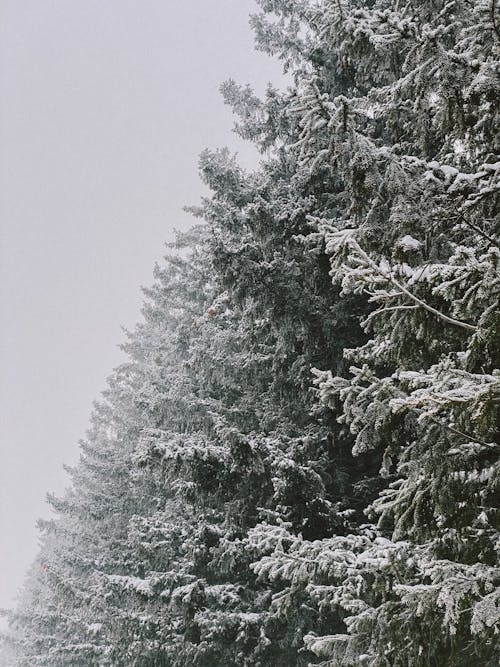 Foto profissional grátis de árvores, com frio, coníferas