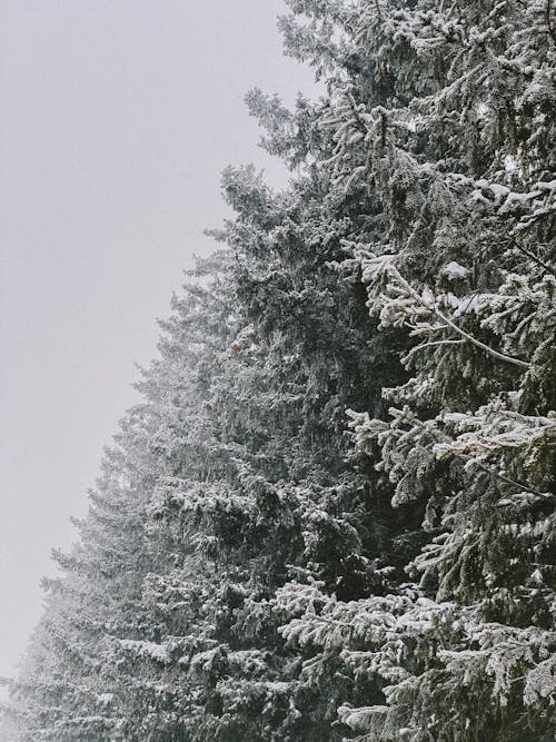 Foto d'estoc gratuïta de arbres, boira, coníferes