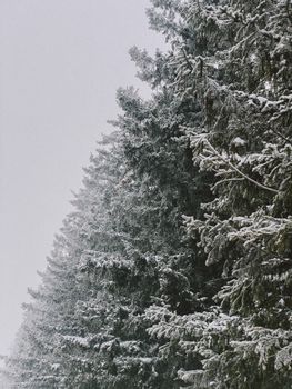 Serene winter scene of snow on coniferous trees, ideal for seasonal themes.